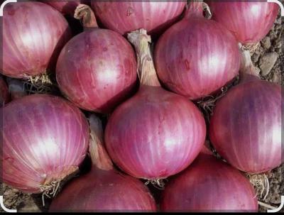 Onion (प्याज) 1kg